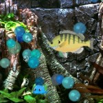 aquarium aquarium